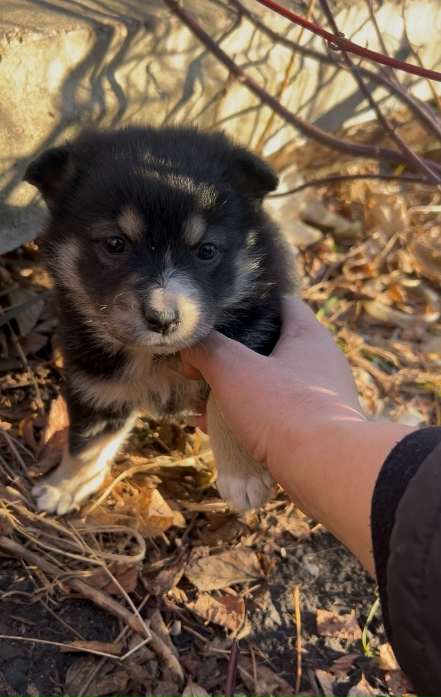 Люди!!! Помогите!!!
Очень верим, что мир не без добрых лю...