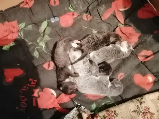 ‼️ ПРОСЬБА О ПОМОЩИ! Ивановская область, г. Родники
❤...