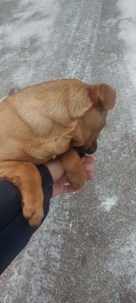 Чей щенок бегает в сетях? Со вчерашнего вечера один. Ла?...