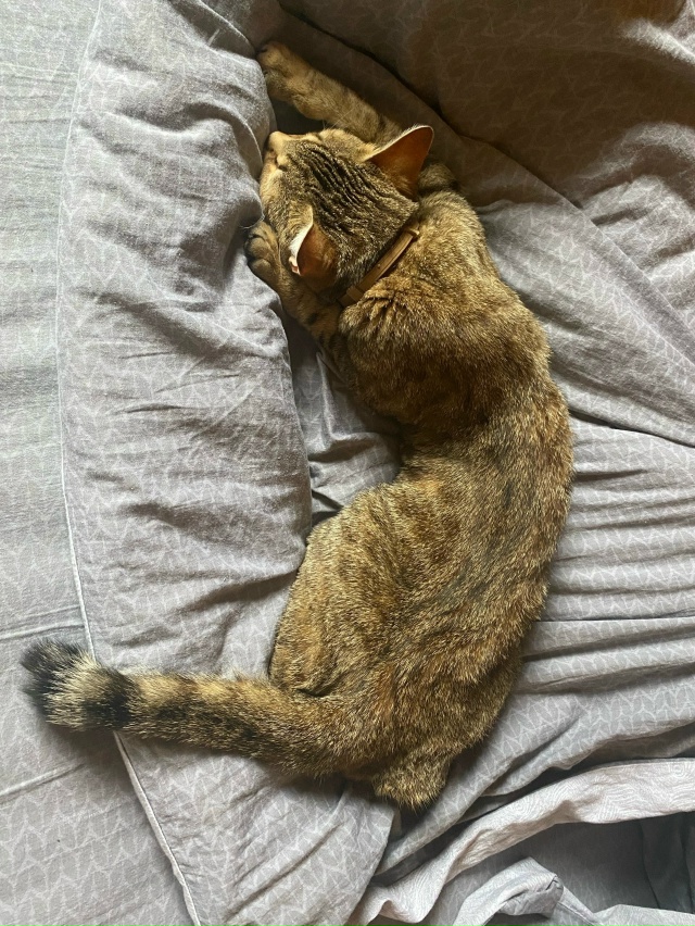 9.10 потерялась кошка СНТ Юбилейный, рядом с Новым Снопк?...