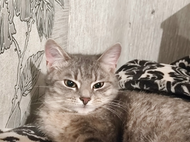 Не #мявстерская
Не довольная