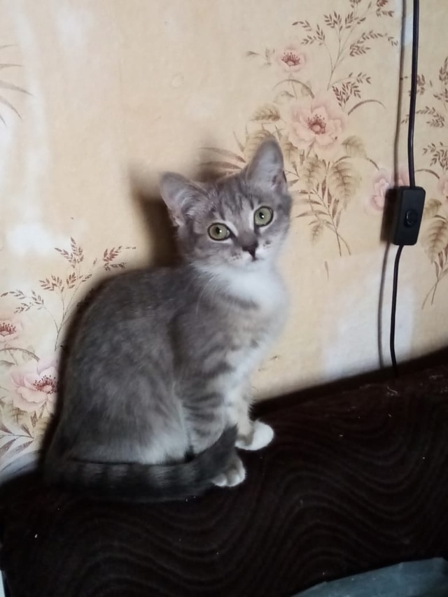 Уважаемые подписчики группы, 2 миленький котёнка очень...