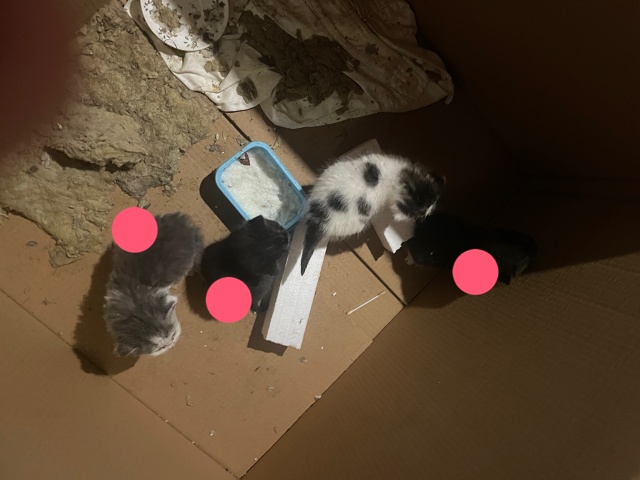 Отдадим котят в хорошие добрые руки.
Мама котят пропал?...