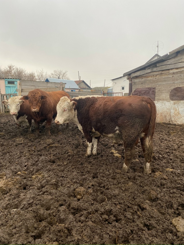 Продам!!!на племя.возраст 1.7.цена 150т.р 89872005656