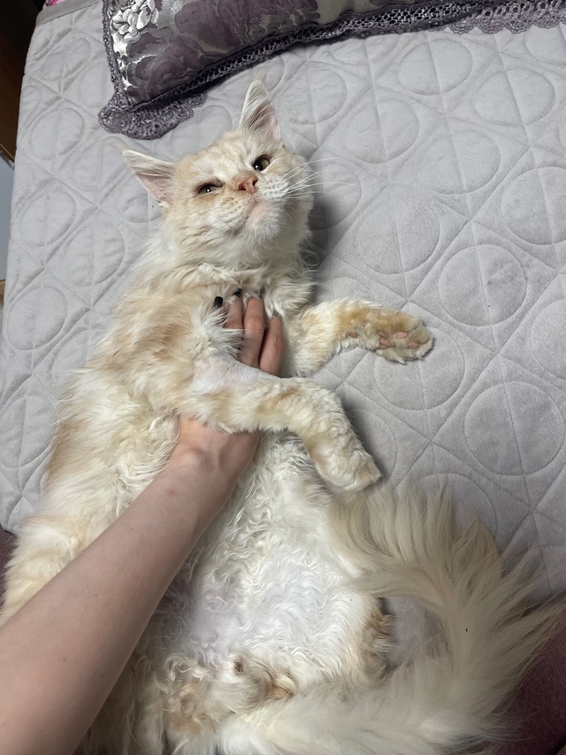 Добрый день. Ищу любящую семью для кота породы мейн-кун...