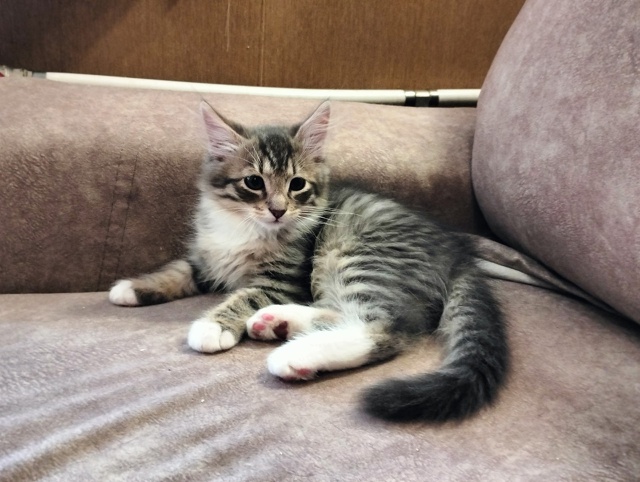 Санкт Петербург и ЛО! Мальчишка Кузя ищет дом и своего ?...