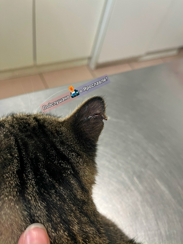 Здравствуйте! Прошу опубликовать пост с целью найти лю...