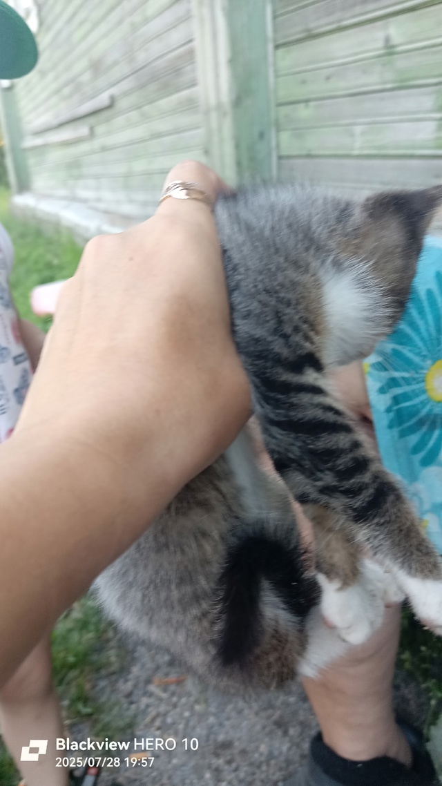 Никто не терял котёнка.?Варбеги