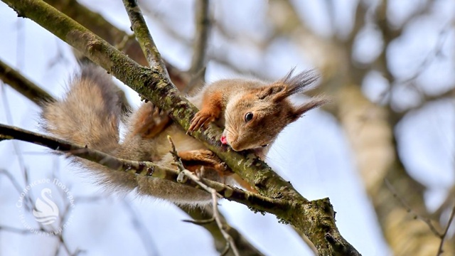 🐿️🦫🦨
Стартовал сезон охоты на пушных зверей
Охота ?...