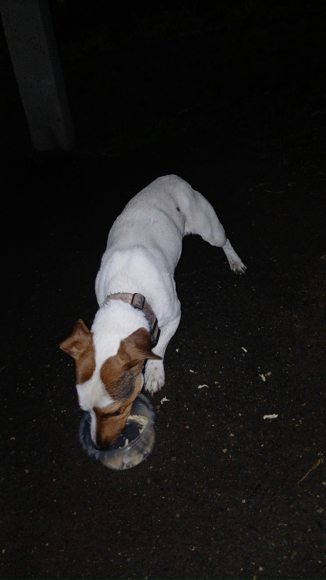 Админ выложи пожалуйста
Чья потеряшка
Джек Рассел
Ма...