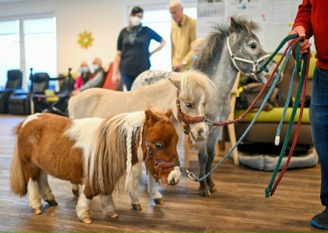 В Германии обнаружен самый маленький конь.
Это взросл?...