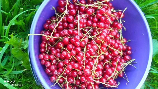 Отдам за вкусняшку Красную смородину. Писать в лс , сам...