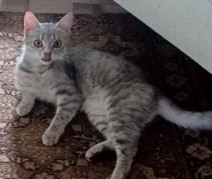 Пропала серая кошечка, очень красивая,  на Александров...
