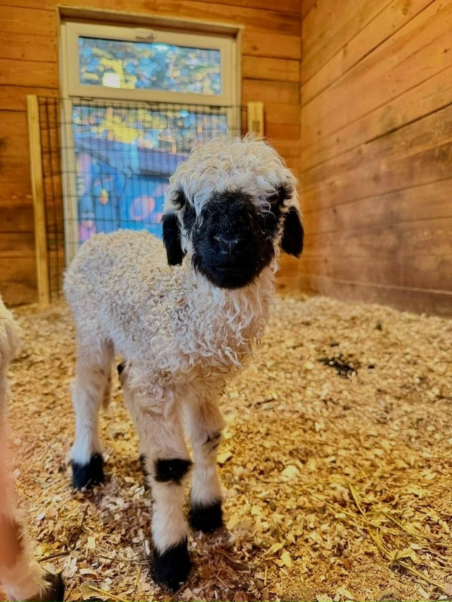 В зоопарке на Уктусе в семье валлийских барашков появи...