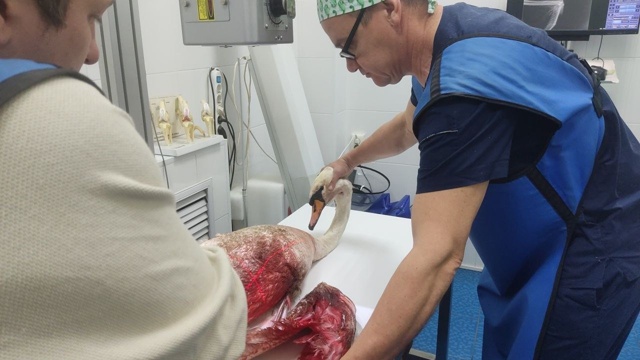 😱В Чишминском районе расстреляли лебедя-шипуна
Инсп?...