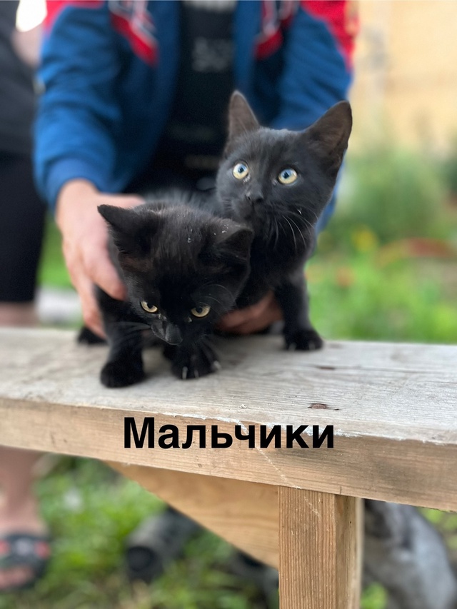Отдам в добрые руки
Анон