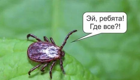 У клещей начался второй пик активности.
Осенью у паразитов наступает второй зажор, который длится