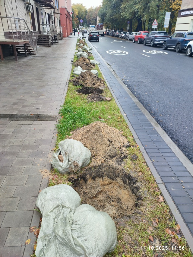 Осенью на городских улицах собираются посадить 600 дере...