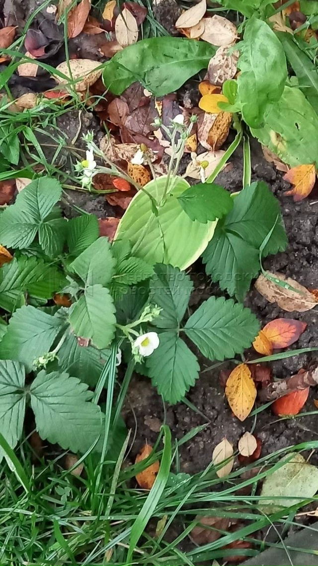 👀 В Новой Москве зацвела земляника.
