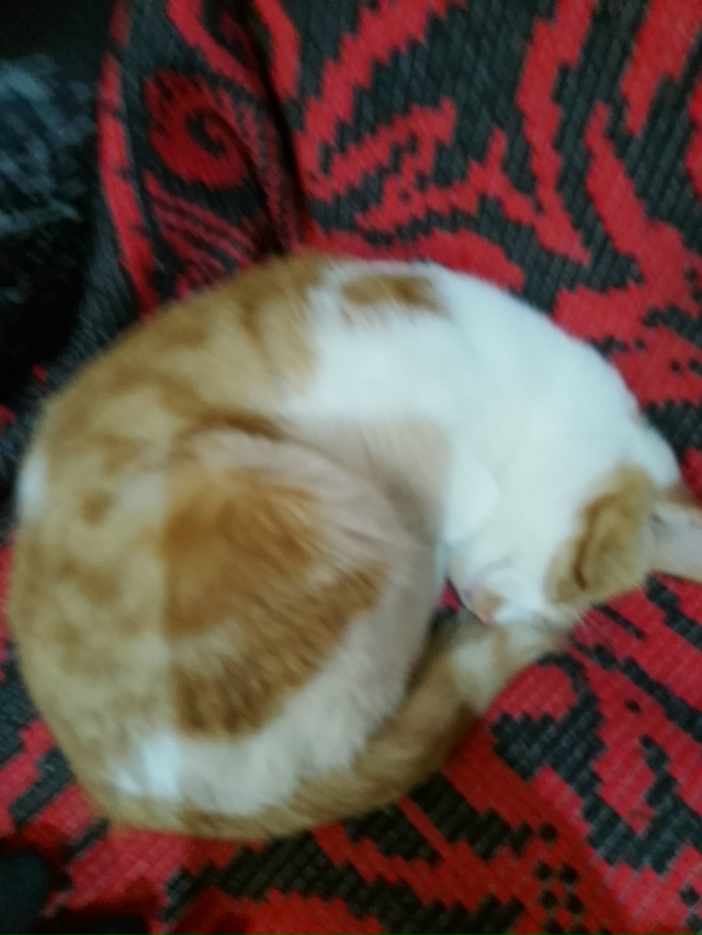 🐱🙏Здравствуйте. Подобрала котика, выкинули на дорог?...