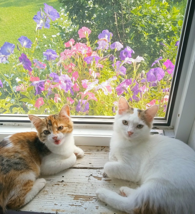 Симба и Хлоя.