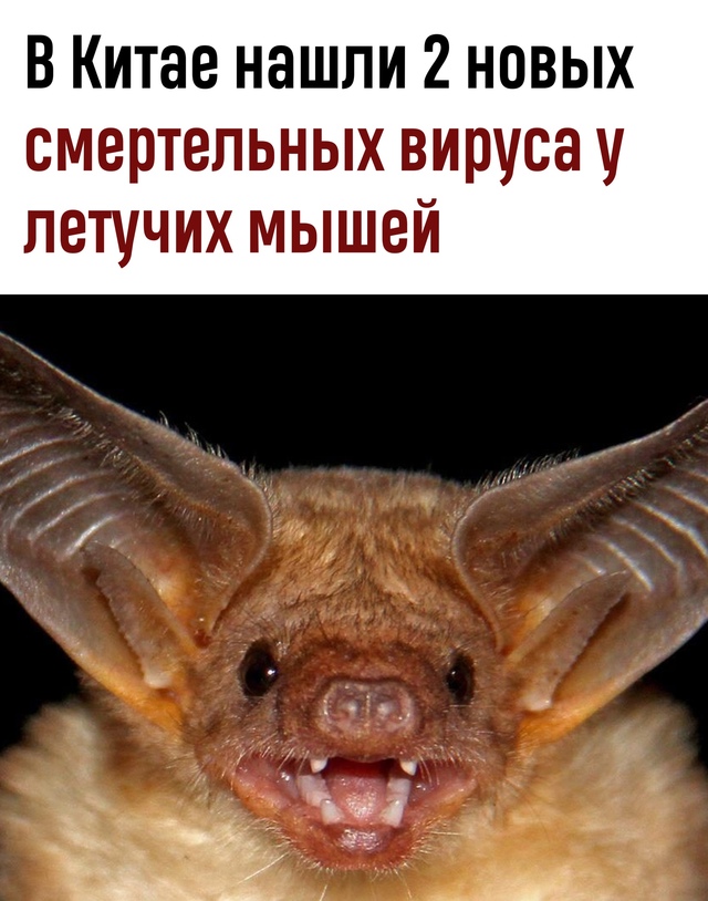 У летучих мышей в китайской провинции Юньнань ученые о...