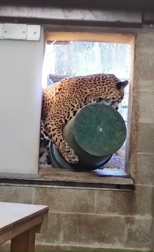 Кошки такие кошки — посетители зоопарка в Америке зас?...