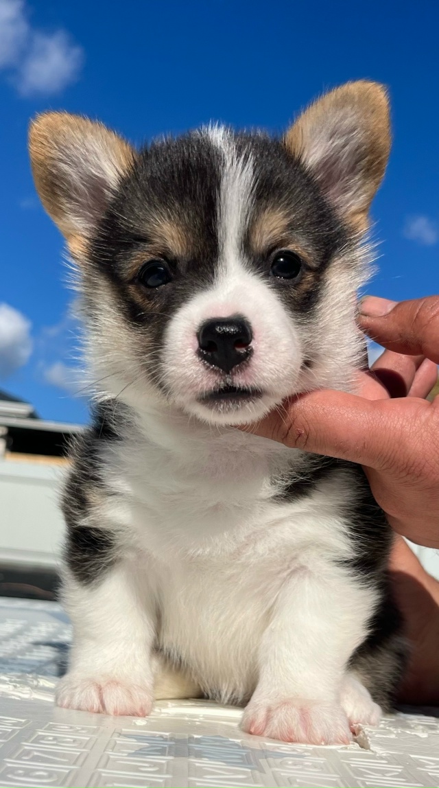 К предварительному резервированию предлагаются щенки...