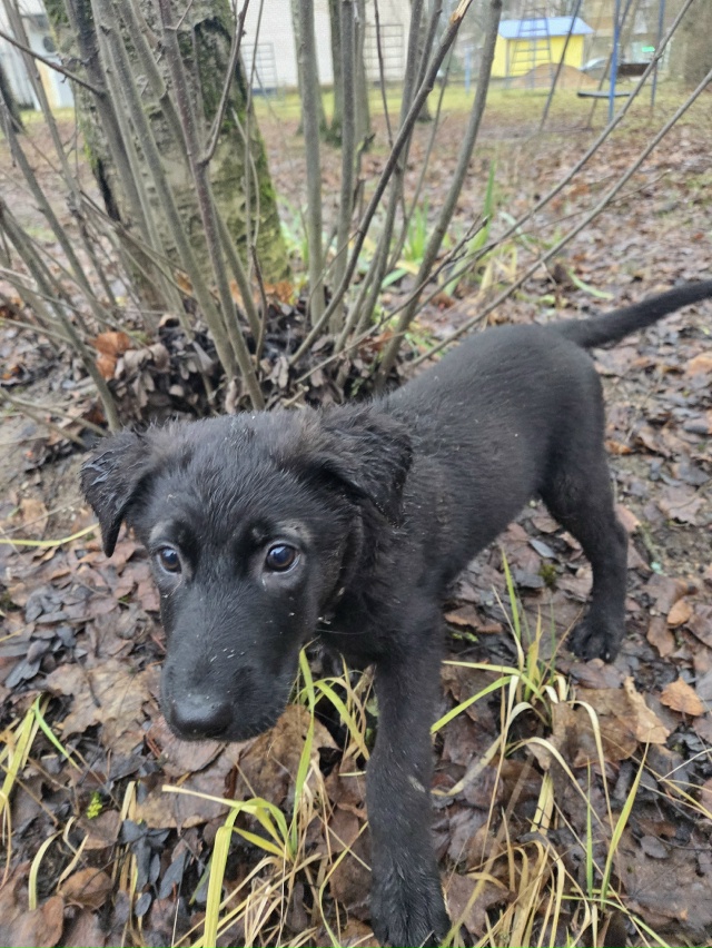 Чей потеряшка? Очень сильно скулит. Был на Химиков 7, пр?...