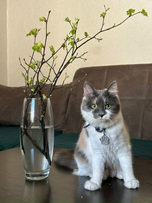 ПРОПАЛА КОШКА❗️❗️❗️
В районе мебельного центра (во?...