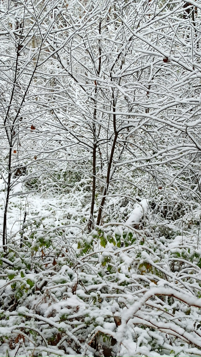 Β Ηoвocибиpcкe cнeжнaя пoгoдa. Μeлкий cнeг, тихo и тeплo нa улицe ?...