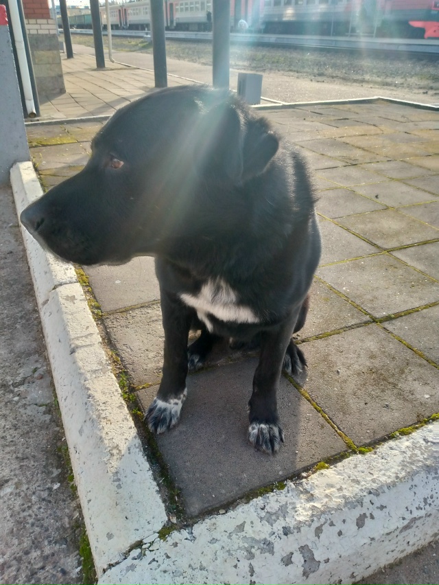 Чья потеряшка? бегает на станции Свирь
Ищет хозяина.
Л?...