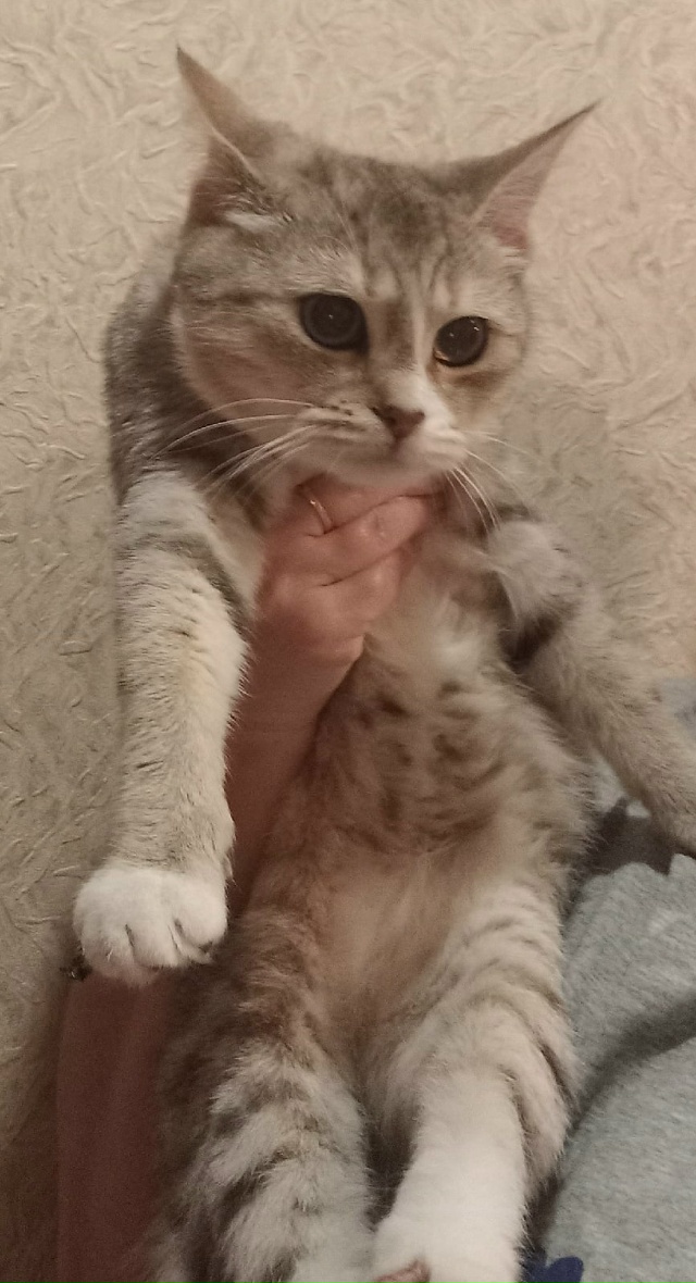 Найдена молодая кошечка в районе ул.Маяковского, д.23. Н?...