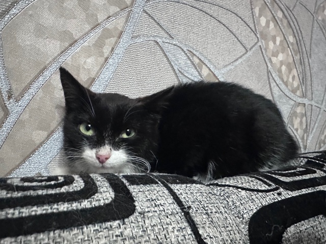 В районе зеленой рощи найден маленький котенок (2-3 меся...