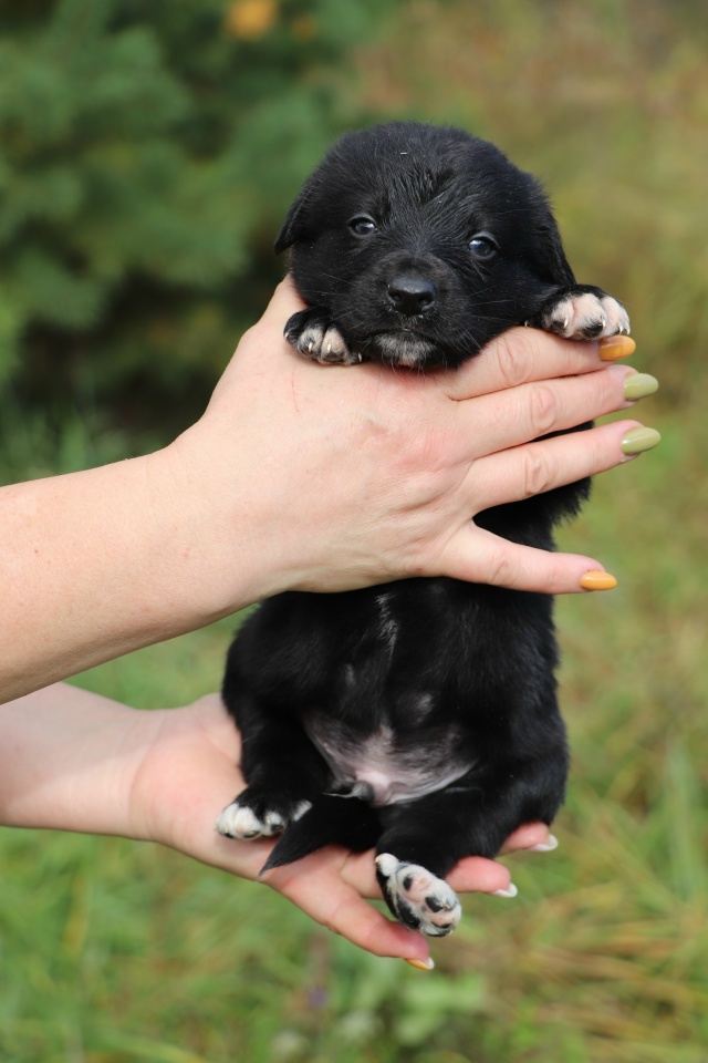В поисках самых любящих и ответственных хозяев очаров?...