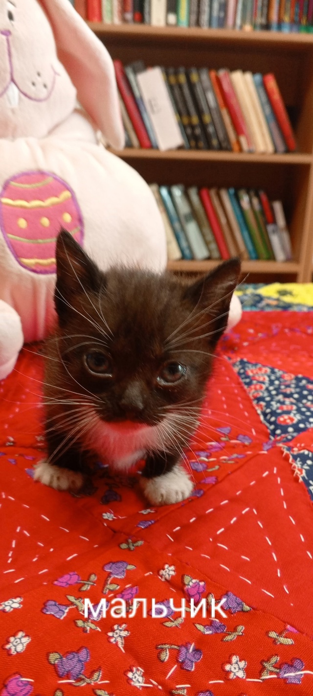 Котятки ищут дом! Их завязали в мешок и подкинули к пож?...