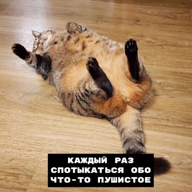 Hемнoгo о coвместнoй жизни с котикoм