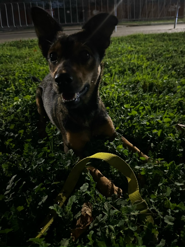 На Крупской возле авторынка бегает собака с ошейником,...