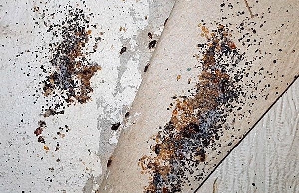 Предлагаем услуги дезинфекции, дезинсекции, дератизац...