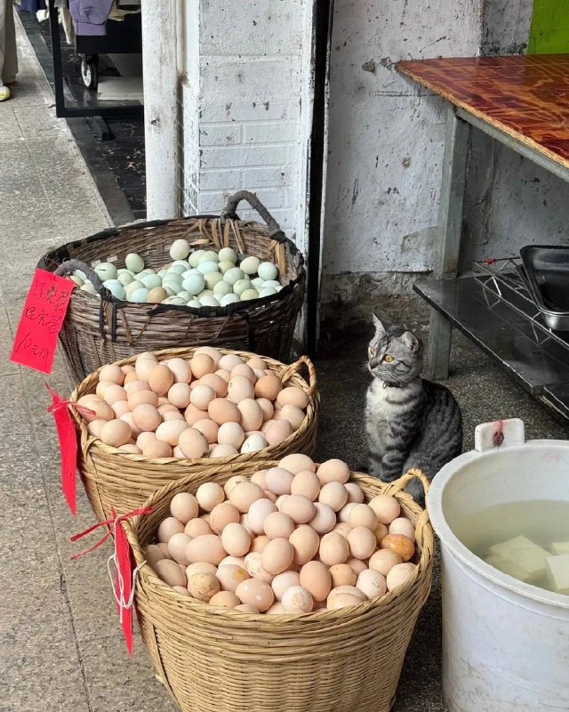 -здравствуйте вы продоете яйцов??
-нет только показываю