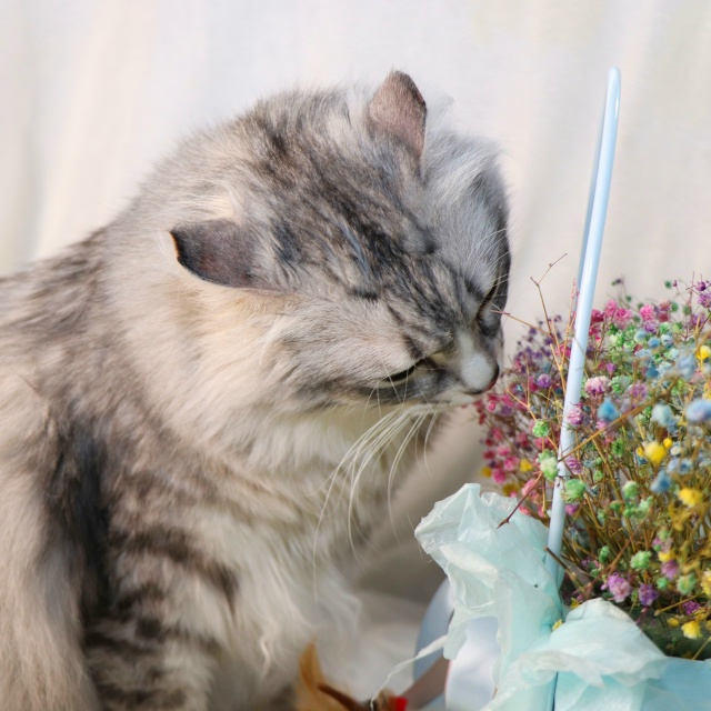 Витас⭐️шикарный крупный кот с наикрасивейшей шевелю?...