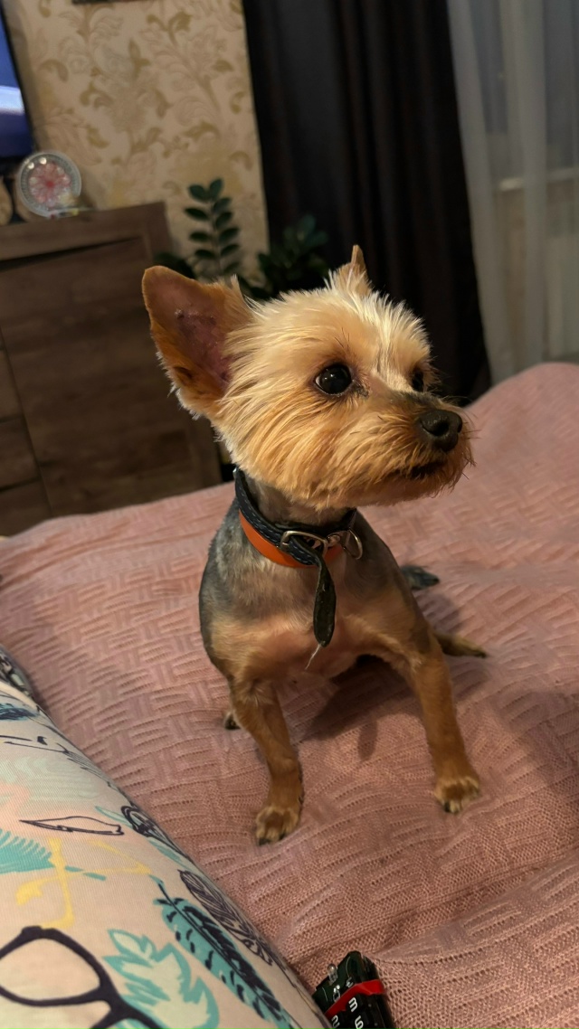 Найдена собака 09.11 на ул. Красноборская, район дом 50! Ср?...