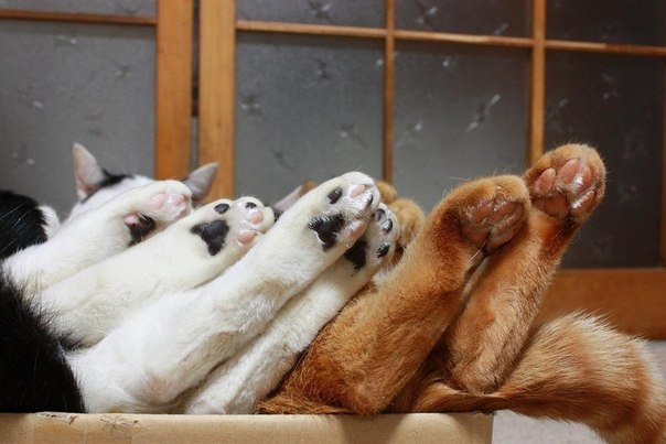 Спокойной ночи!