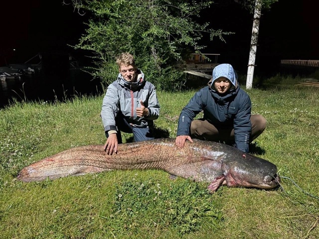 ?Рыбак поймал на Каме сома размером с человека — 225 см...