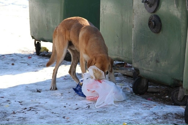 Отстрел бродячих собак предлагают вернуть в Госдуме
...
