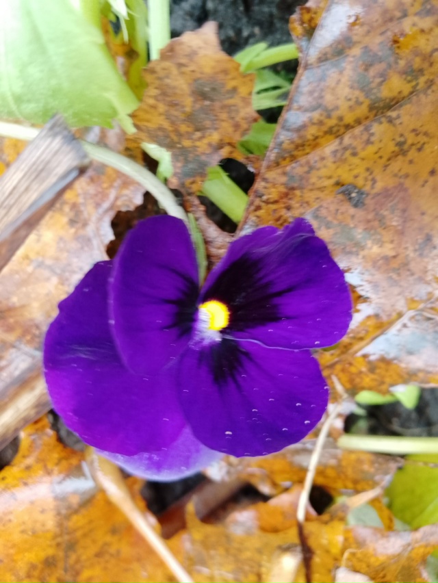 Последние цветы этого сезона