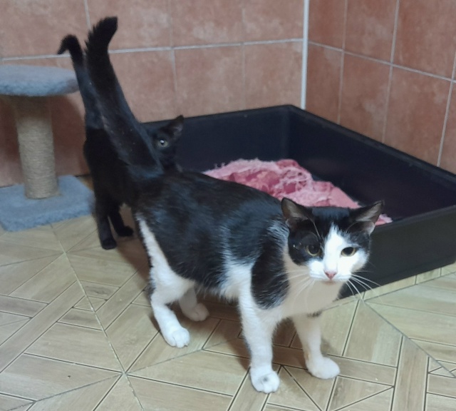 🐈 Молодая кошечка Китти в дар ✨️❗️ Китти– пусть ?...