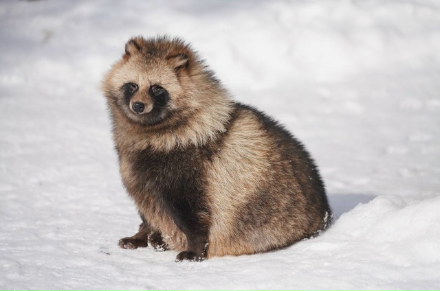 Это енотовидная собака, которая живёт в Японии и внешн?...