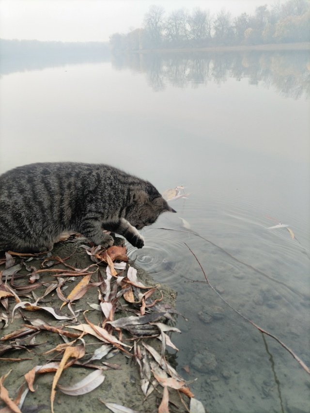 Мурмелад решил оторваться от суеты и насладиться прир?...