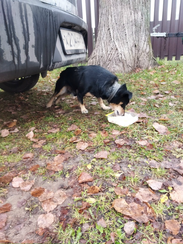 Чья потеряшка. Заберите пожалуйста боимся что тут соба...
